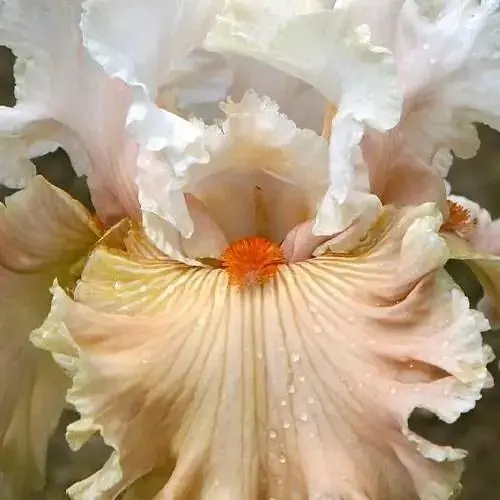 Ірис бородатий великоквітковий "Benetan My Wings" (122972) 1 шт - фото 1