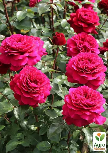 Роза в контейнере чайно-гибридная "Bellevue" (саженец класса АА+) (185748) 1 саженец - фото 4