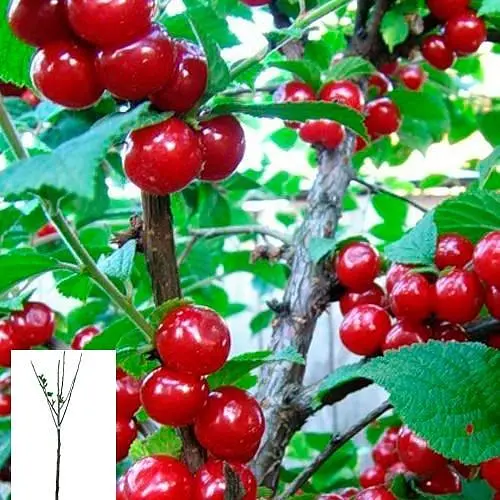 Вишня "Повстиста" укорінена в контейнері (саджанець 2 роки) (153248) 1 саджанець в упаковці - фото 1