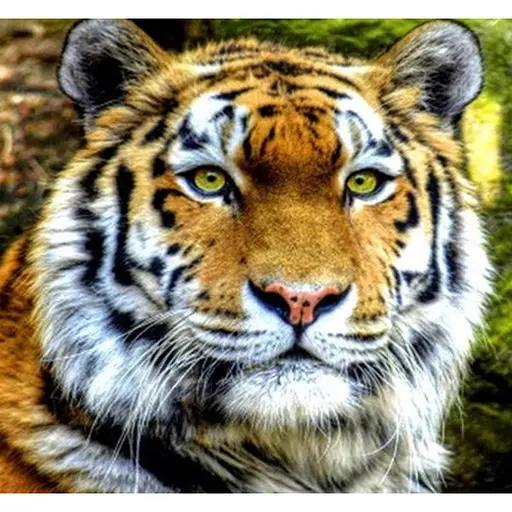 Алмазна мозаїка картини за номерами зі стразами на підрамнику "Тигр" 30*30 см (ME21372) - фото 1