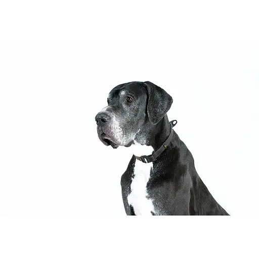 Нашийник EVOLUTOR регульований універсальний розмір (ширина 25мм довжина 25-70 см) чорний - фото 6