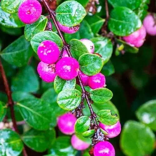 Снегоягодник Шено "Hancock" С2 (187656) 1 саженец - фото 1