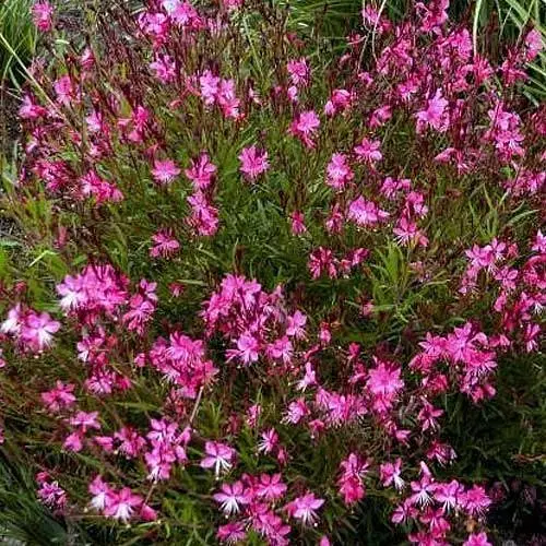 Гаура Ліндхеймера "Cherry Brandy" (ефектний багаторічник) (189484) 1 саженец - фото 1