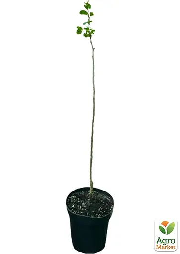 Хурма на віргінській морозостійкій підщепі Agro-Market "Бичаче серце" вкорінена в контейнері (саджанець 2 роки) (153263) 1 саджанець в упаковці - фото 3