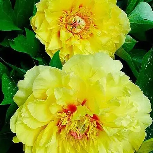 Півонія ІТО "Yellow Heaven" 1 шт (38273) (Корневище) - фото 1