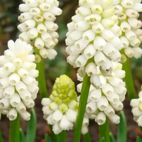 Мускари "Botryoides Album" (размер 5/+, средний) 5 шт (17208) - фото 1