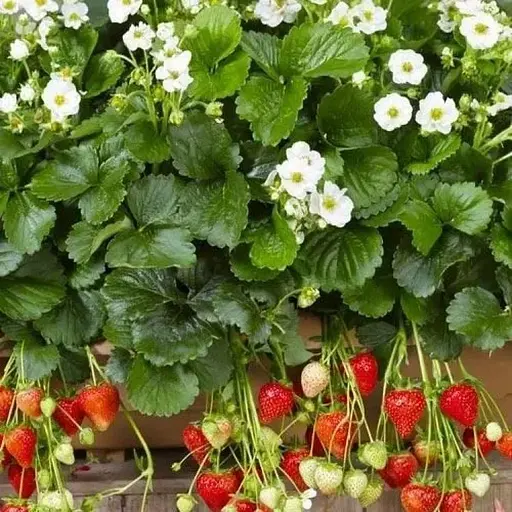 Клубника Ампельная Agro-Market "Милан F1" (Milan F1) (ремонтантный сорт с ароматными ягодами) (57625) 1 саженец в упаковке - фото 1