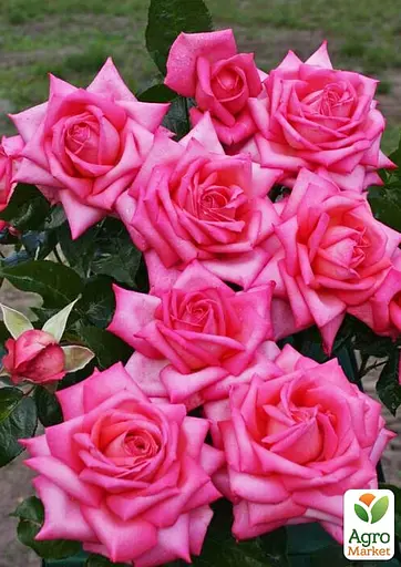 Роза в контейнере чайно-гибридная "Wedding Bells" (садник класса АА+) (185749) 1 саженец - фото 3