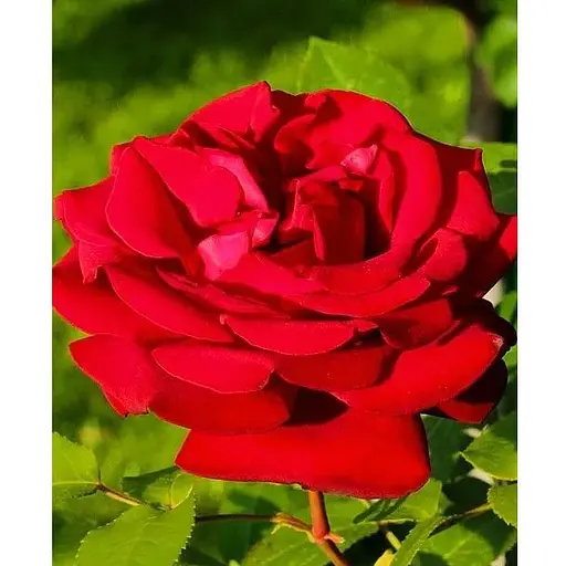 Роза в контейнере чайно-гибридная "Royal Willams" (саженец класса АА+) (180850) 1 саженец - фото 1