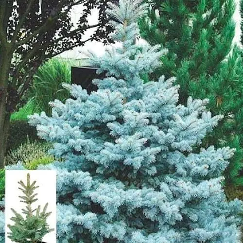 Ялина колюча Agro-Market блакитна Супер Блю Picea pungens Super Blue S10 висота 80-100 см 71694 1 саджанець в упаковці - фото 1
