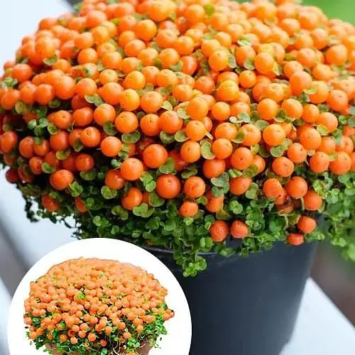 LMTD Нертера Agro-Market Astrid с плодами (высота 15-25см) (189313) 1 саженец в упаковке комнатный Нидерланды - фото 4