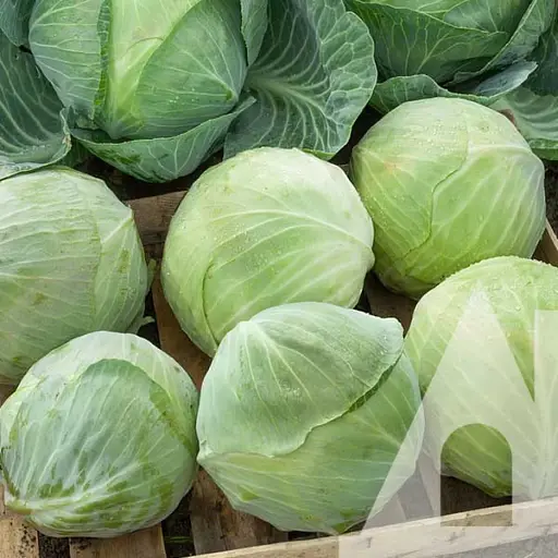 Капуста білоголова Садиба Саксесор F1, 20 шт.