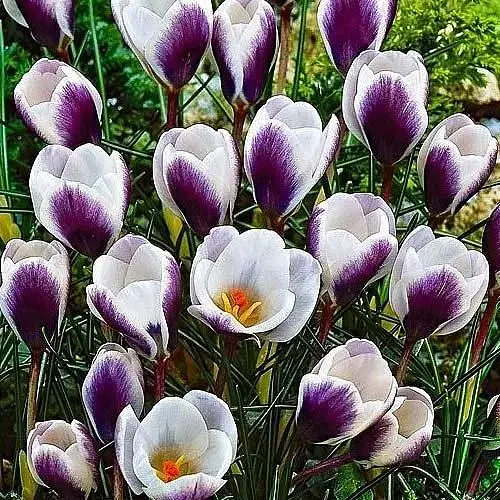 Крокус ботанический "Prins Claus" (размер 5/7, средний) 5 шт (39435) - фото 1