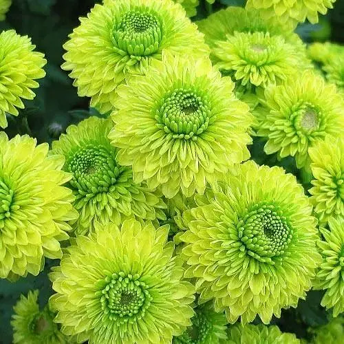 Хризантема мультифлора шаровидная "Verdisimo" (185963) 1 саженец - фото 1