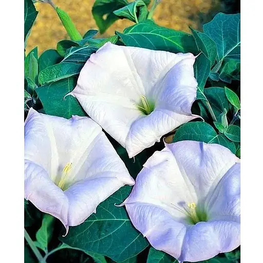 Датура "Голубая" (Зипер) Весна 2г (22920) - фото 1