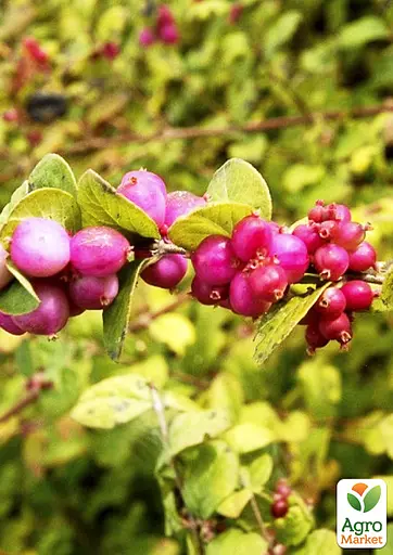 Снігоягідник Шено "Brain de Soleil" С2 (187654) 1 саджанець - фото 3