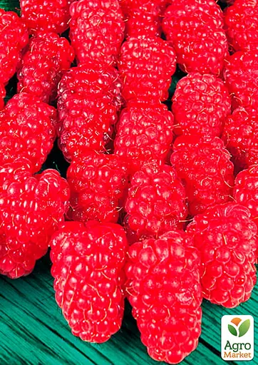 Малина Agro-Market "Брусвяна" (ремонтантный высокоурожайный и крупноплодный сорт) 1-летний саженец (189485) 1 шт в упаковке - фото 2