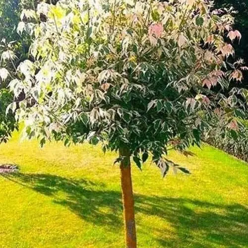 Клен на Agro-Market штамбе Фламинго высота 1.3-1.5м 144823 1 саженец в упаковке - фото 1