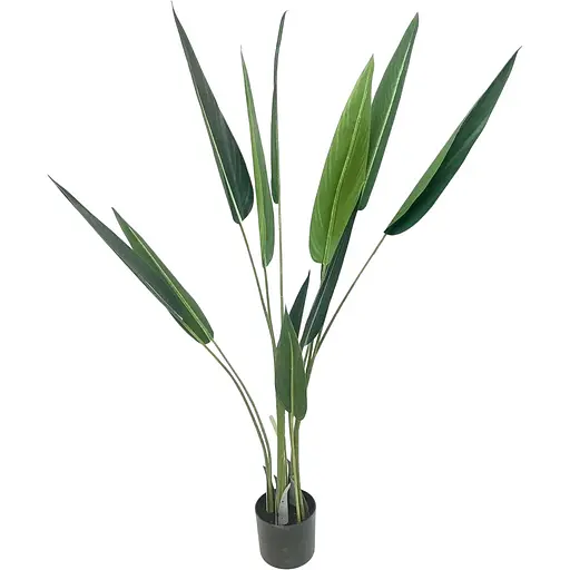 Стреліція Hvoya в горщику 130 см