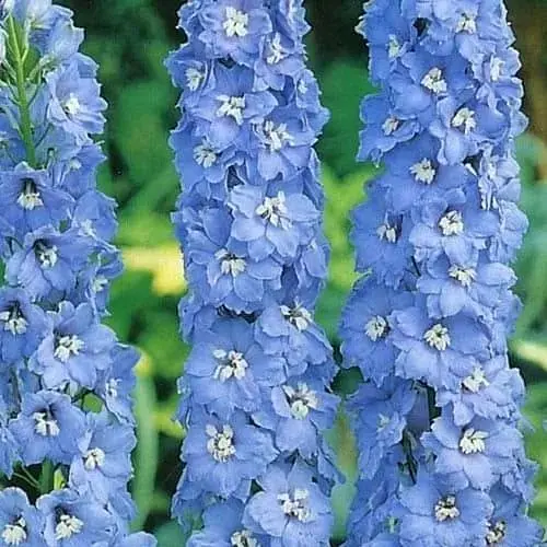 Дельфініум "Літнє небо" (Зіпер) Весна 0.1г (183413) - фото 1