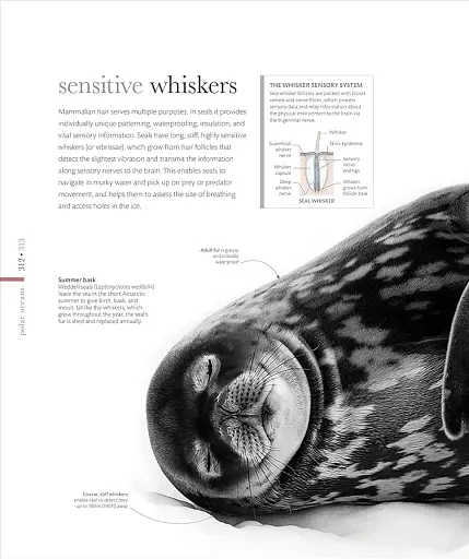 The Science of the Ocean. The Secrets of the Seas Revealed - фото 12