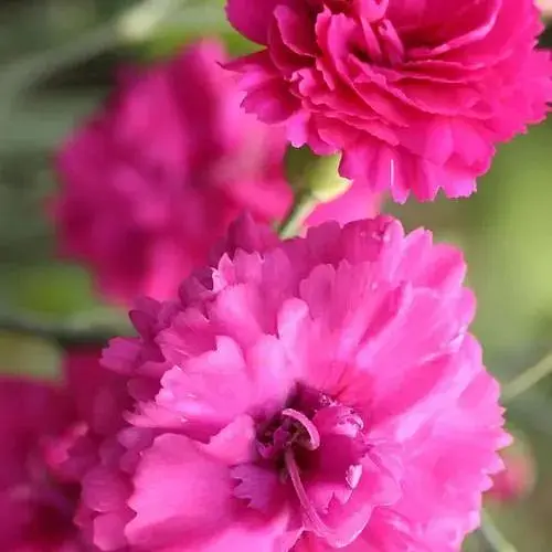 Гвоздика Махрова "Devon Wizard" (188606) 1 саженец - фото 1