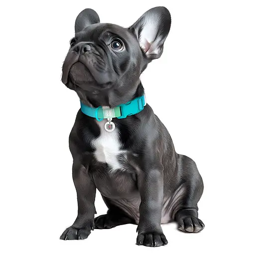 Ошейник для собак из нейлона Waudog Nylon Recycled с QR-паспортом градиент пластиковый фастекс L Ш 25 мм Д 33-49 см - фото 4