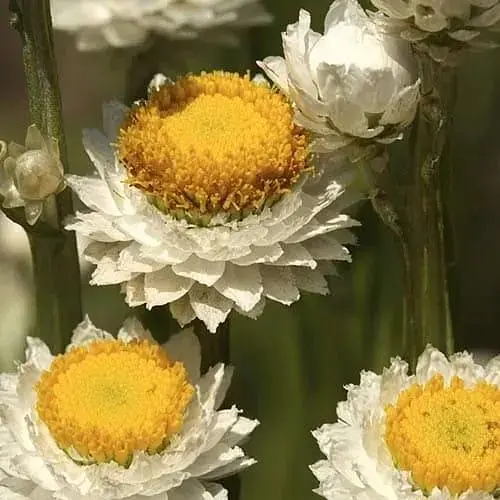 Аммобіум крилатий "Зіркопад" (зіпер) Весна 0.2г (183410) - фото 1