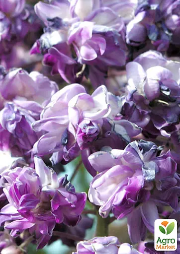 Глициния 3-летняя китайская "Блэк Драгон" (Wisteria chinensis Блэк Дрегон) С2 высота саженца 60-100см (185274) 1 саженец Нидерланды - фото 4