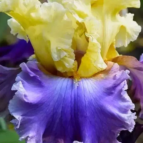 Ирис бородатый крупноцветковый "Rhythm Of Love" (183922) 1 шт - фото 1