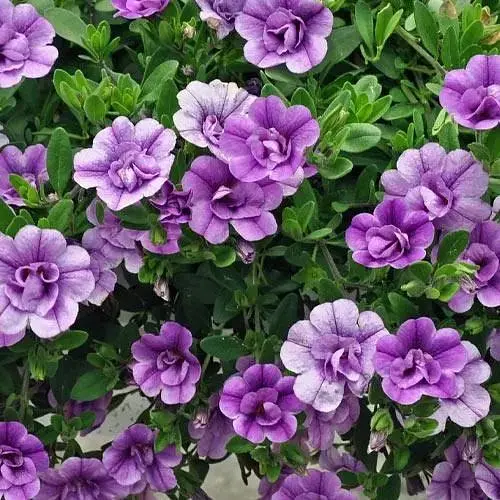 Калибрахоа Mini Famous Neo Double "Loopy Lavender" (190198) 1 саженец - фото 1