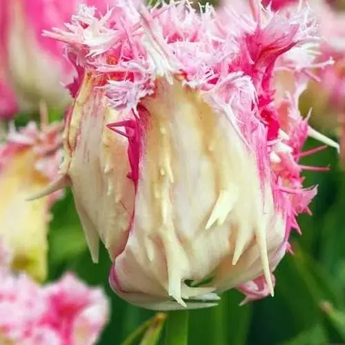 Тюльпан "Drakensteyn" (181257) 2 шт - фото 1