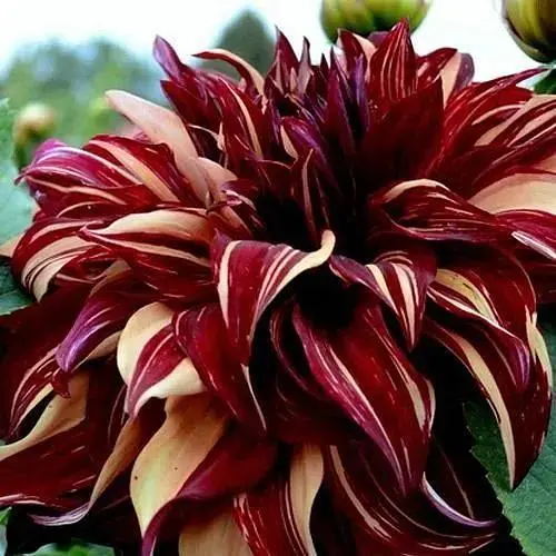 Жоржина "Bohemian Spartacus" (49607) 1 шт - фото 1