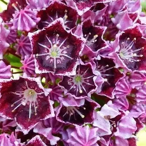 Кальмия latifolia "Latchmin" (49070) 1 саженец - фото 1