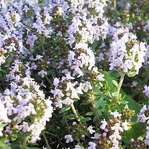 Тимьян "Compactus" (компактный кустик, равномерно растущий) (189778) 1 саженец в упаковке - фото 1