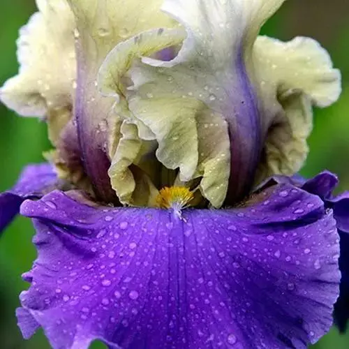 Ирис бородатый крупноцветковый "Subtle Beauty" (186877) 1 шт - фото 1