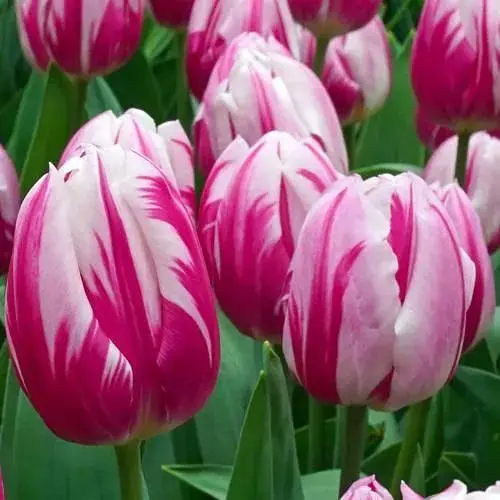 Тюльпан "Bojangles" (186299) 2 шт - фото 1