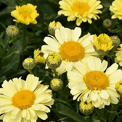 Ромашка крупноцветковая Невьяник "Sweet Daisy Izabel" (компактная, срезная) (189543) 1 саженец в упаковке - фото 1