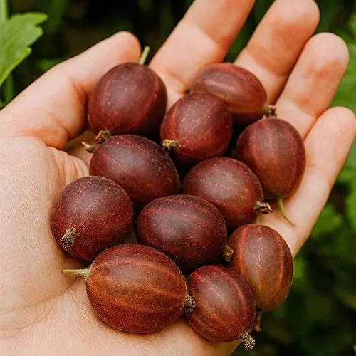 Крыжовник слабошипный Agro-Market "Тиксия" (средне-поздний срок созревания, крупноплодный сорт) (187490) 1 саженец в упаковке - фото 2