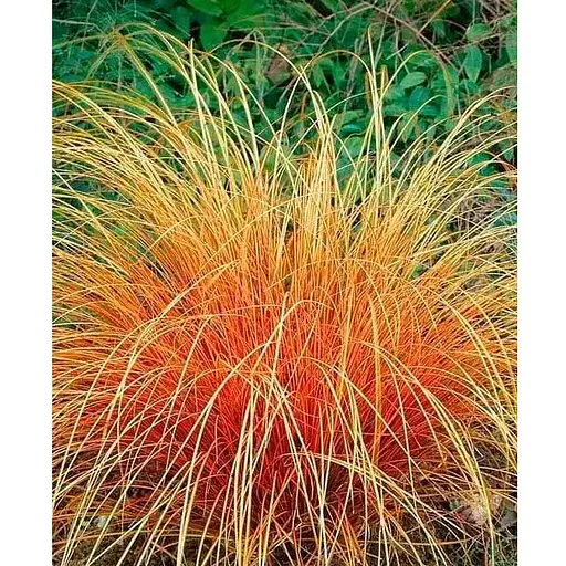 Осока теракотова "Prairie Fire" вазон С2 висота 20-40см (153284) 1 саженец - фото 1