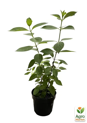 Гортензія волотиста 2-річна "Little Fraise" висота саджанця 20-30см (186205) 1 саженец - фото 2