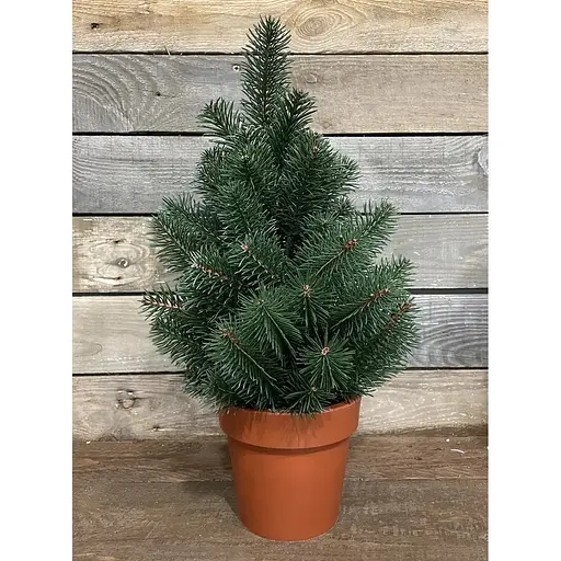 Ялинка Hvoya Premium лита у горщику 50 см зелена