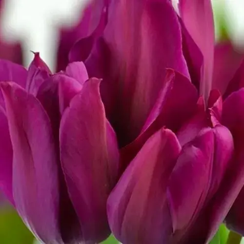 Тюльпан "Night Club" (багатоквітковий) (186166) 2 шт - фото 1