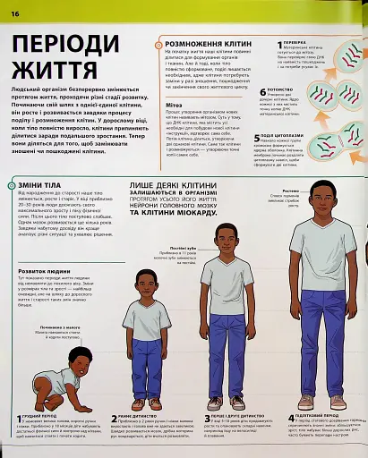 Енциклопедія знань. Тіло людини - фото 13