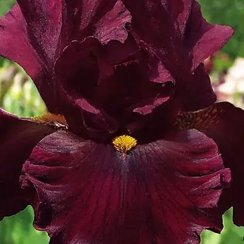 Ирис бородатый крупноцветковый "Salsa Rio" 1 шт (41134) - фото 1