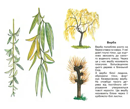 Листяні дерева. Навчальна книжка-розмальовка - фото 5