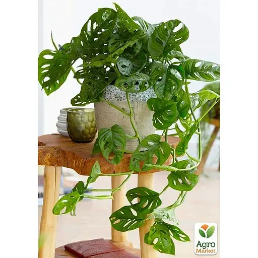 Монстера Agro-Market Adansonii (115202) 1 саженец в упаковке комнатный - фото 3