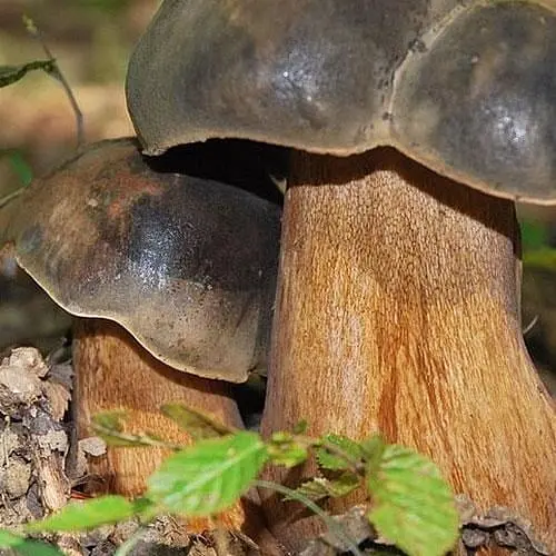 Сухий зерновий міцелій "Білий гриб темно-бронзовий" 100г (45550) - фото 1