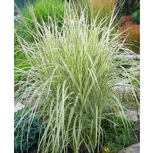 Райграс клубненосный Arrhenatherum bulbosum (многолетний декоративный злак) (152232) 1 саженец - фото 1