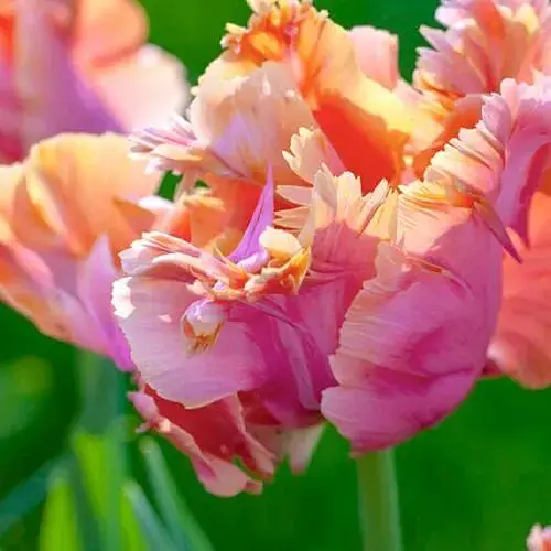 Тюльпан "Amazing Parrot" (186264) 2 шт - фото 1